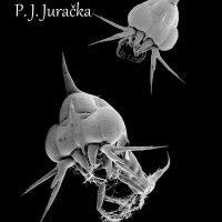 Petr_Jan_Juracka
