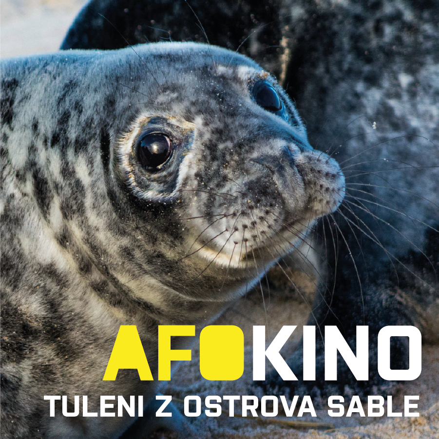 Tuleni z ostrova sable